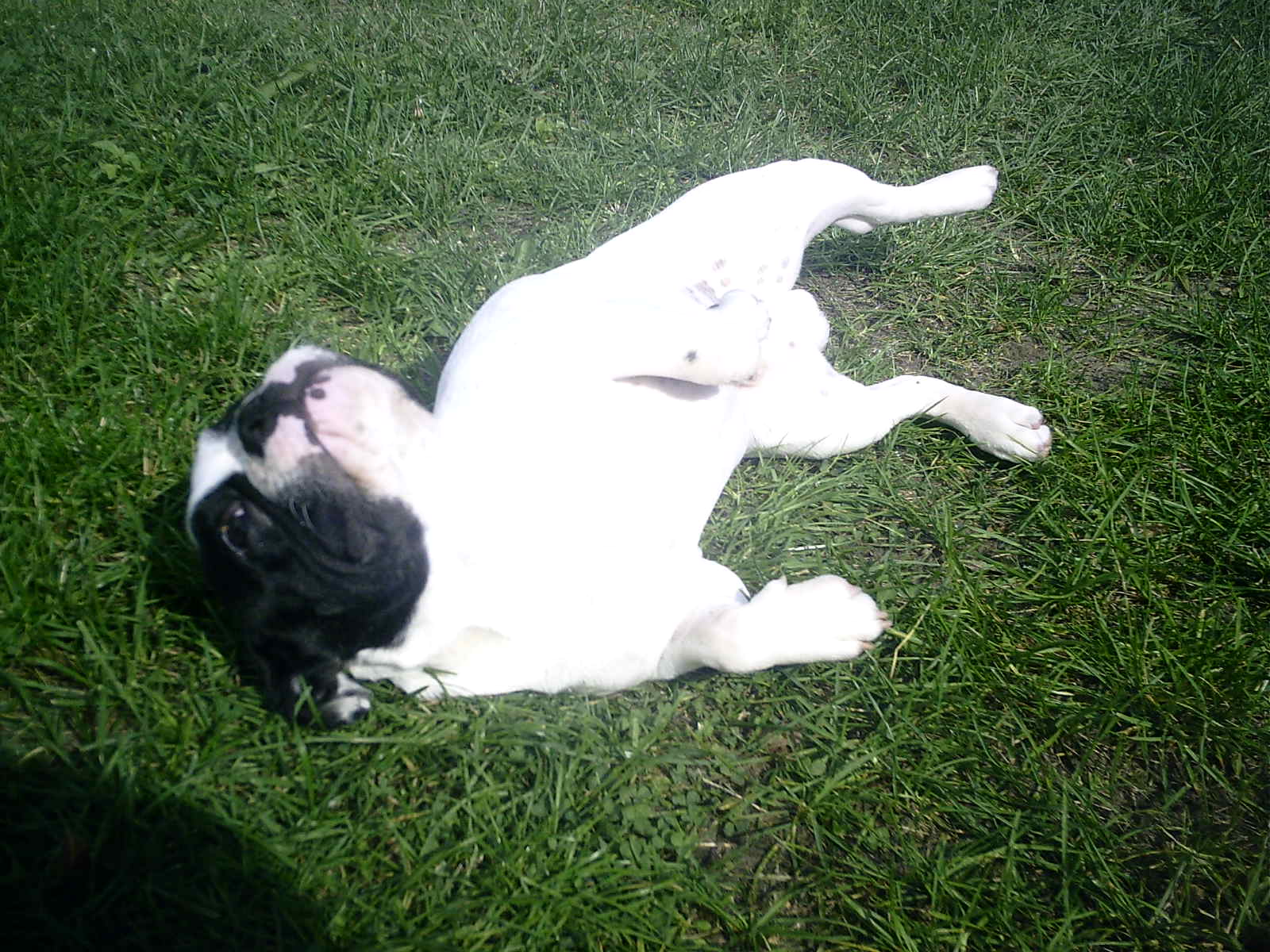 dit is mijn hond bully. hij is een mannetje! hij is een franse bulldog. en hij heeft ook een keertje zijn pootje gebroken gehad!! maar nu is alles weer goed met bully!!